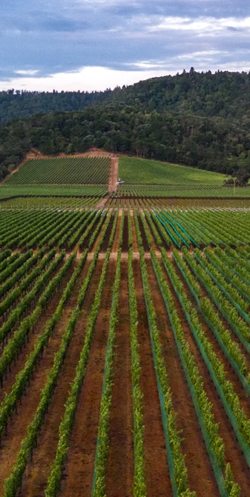 Vineyards