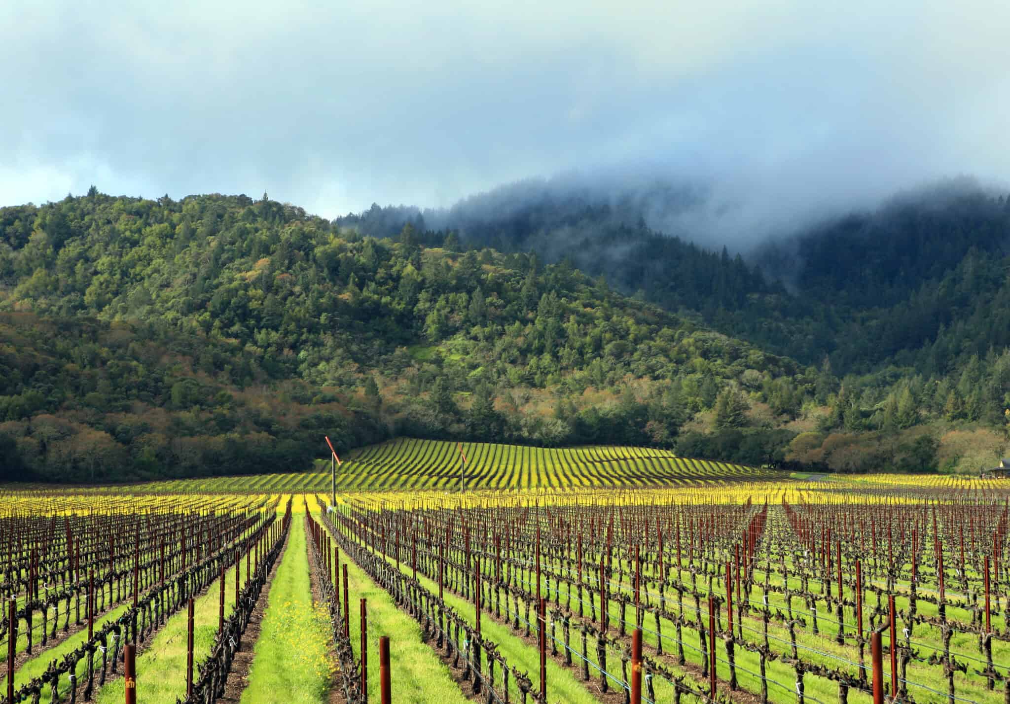 Missouri-Hopper-Vineyard-3